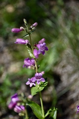 Penstemon triflorus