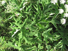 Heracleum asperum