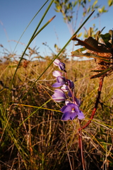 Thelymitra purpurata
