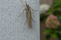 Agriphila tristella