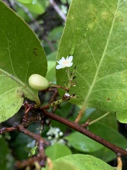 Gymnosporia thompsonii
