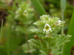 Euphrasia mollis