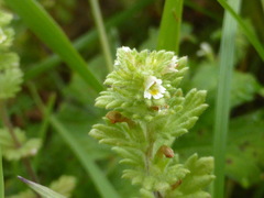 Euphrasia mollis