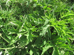 Heracleum asperum