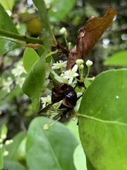 Gymnosporia thompsonii