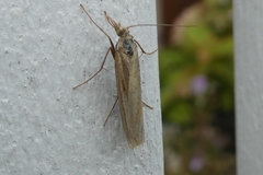Agriphila tristella