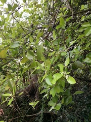 Gymnosporia thompsonii