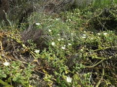 Mesembryanthemum aitonis