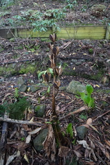 Cardiocrinum giganteum