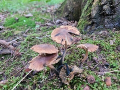 Inocybe insignis