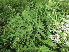 Heracleum asperum