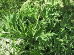 Heracleum asperum