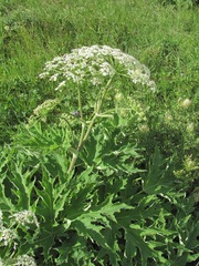 Heracleum asperum