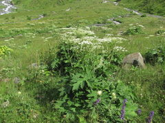Heracleum asperum