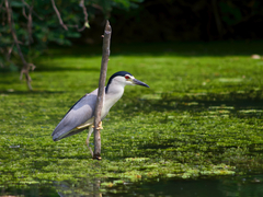 Nycticorax nycticorax