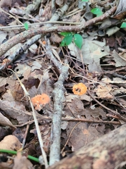 Marasmius fulvoferrugineus