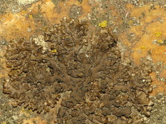 Montanelia sorediata