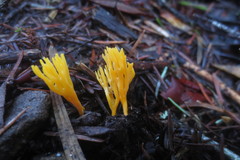 Ramariopsis crocea
