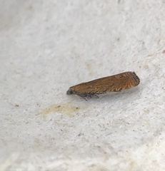 Lathronympha strigana