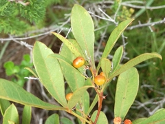 Searsia laevigata laevigata