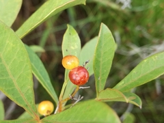 Searsia laevigata laevigata