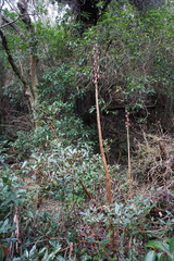 Cardiocrinum giganteum