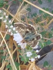 Muschampia alta