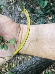 Senna gaudichaudii