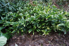 Sarcococca ruscifolia