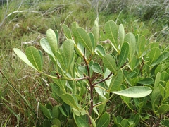 Searsia laevigata laevigata