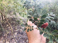 Senna gaudichaudii