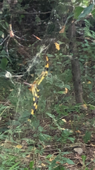 Trichonephila clavata