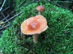 Lactarius tabidus