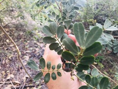 Senna gaudichaudii