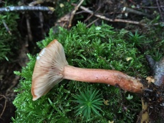 Lactarius tabidus