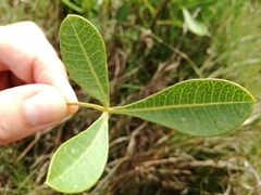 Searsia laevigata laevigata
