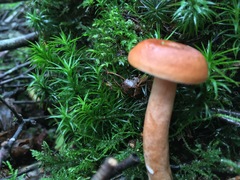 Lactarius tabidus