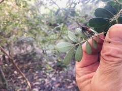 Senna gaudichaudii
