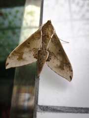 Rhagastis albomarginata