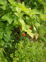 Rubus vernus