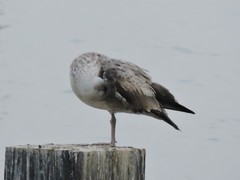 Larus