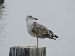 Larus