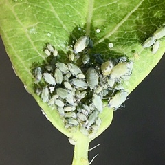 Hyadaphis passerinii