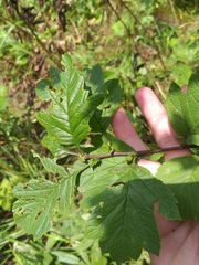 Crataegus maximowiczii