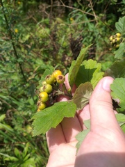 Crataegus maximowiczii
