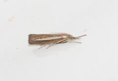 Agriphila selasella
