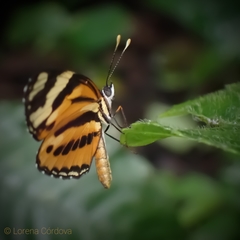 Eresia eunice olivencia