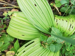 Veratrum lobelianum