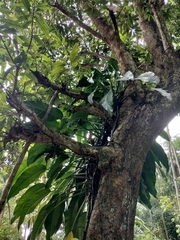 Epipremnum giganteum