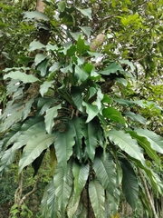 Epipremnum giganteum